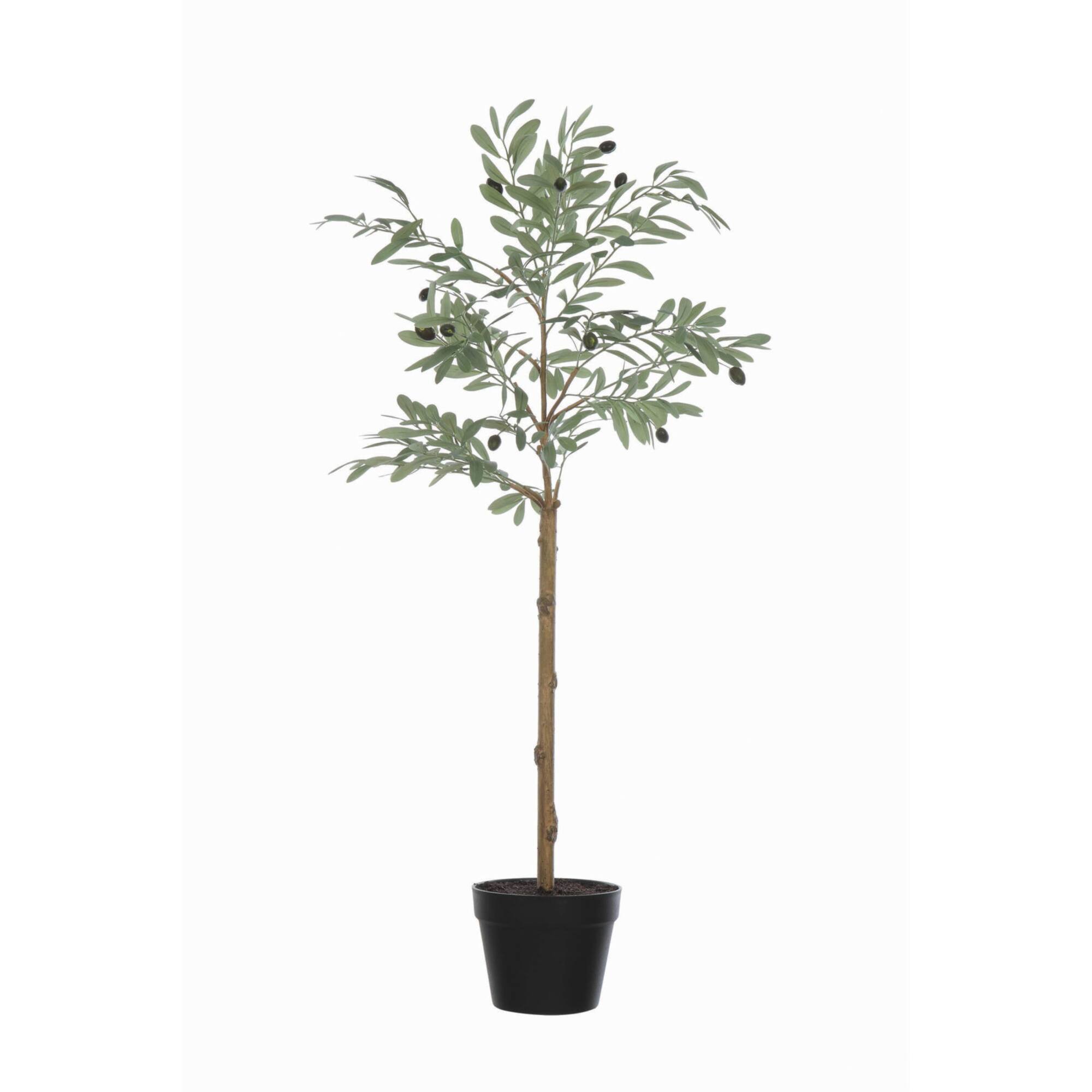 Hello Honey® 3.5ft. Potted Olive Tree